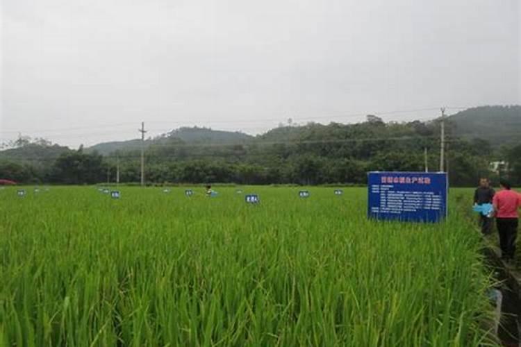 土豆施肥技术