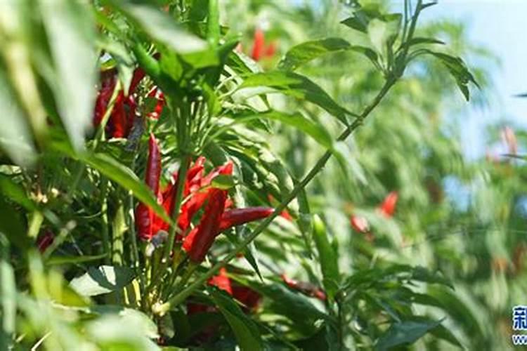 种植辣椒的专用肥料。要高产。用什么配比什么类的好