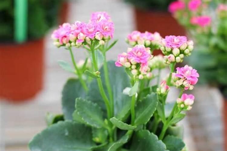 福寿花怎么养才能开花？
