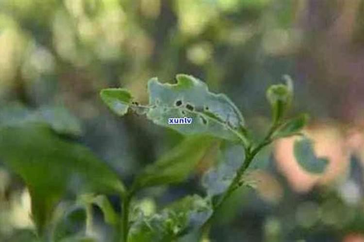 茶叶可以当肥料吗？