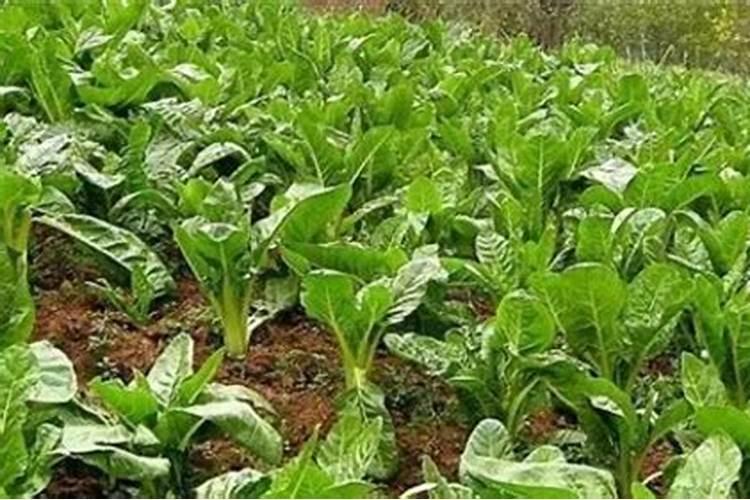 菜地什么时候施肥最好？