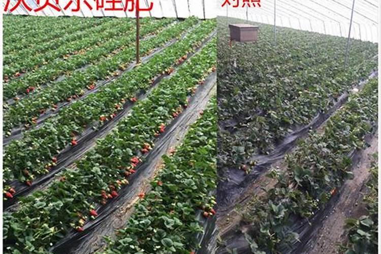 蔬菜可以用哪些叶面肥？分别有什么作用？