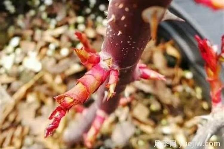 月季花的养殖方法和注意事项