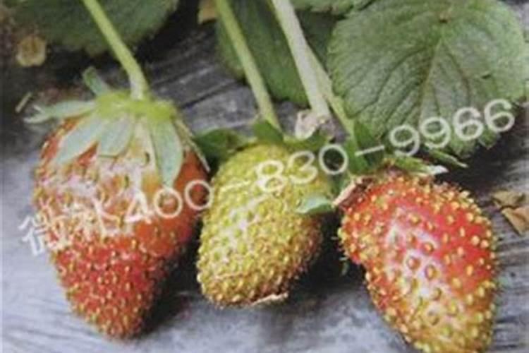 可杀得3000能与氨基酸类叶面肥混用吗