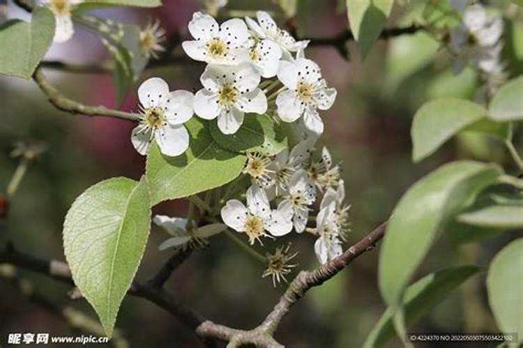 梨树谢花后打什么药