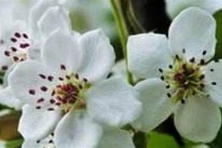 梨树花前第一遍药的配方