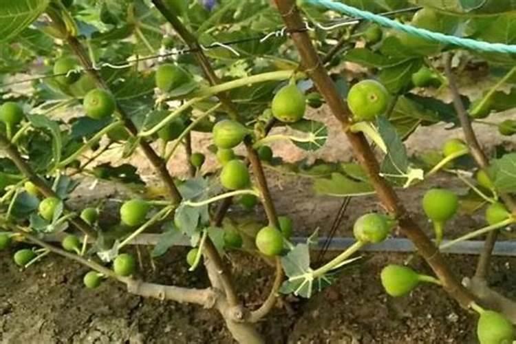 无花果用什么肥料 该如何管理