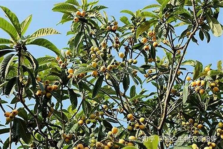 芸苔素几天打一次合适