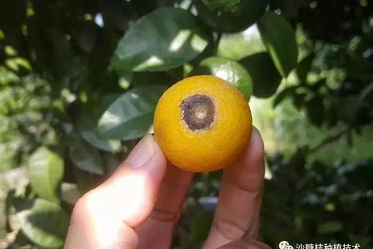 沙糖桔花蕾期,应做好什么管理工作
