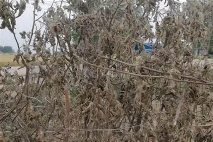 先正达冠无双叶面肥加苗后除草剂打可以吗
