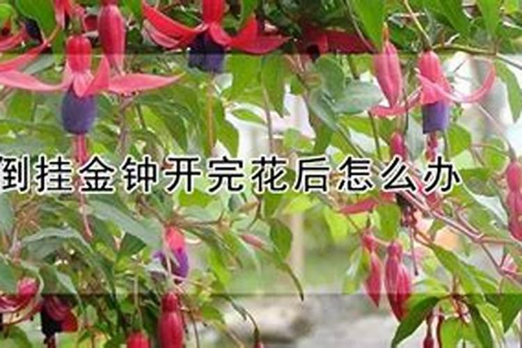 倒挂金钟施什么肥最好