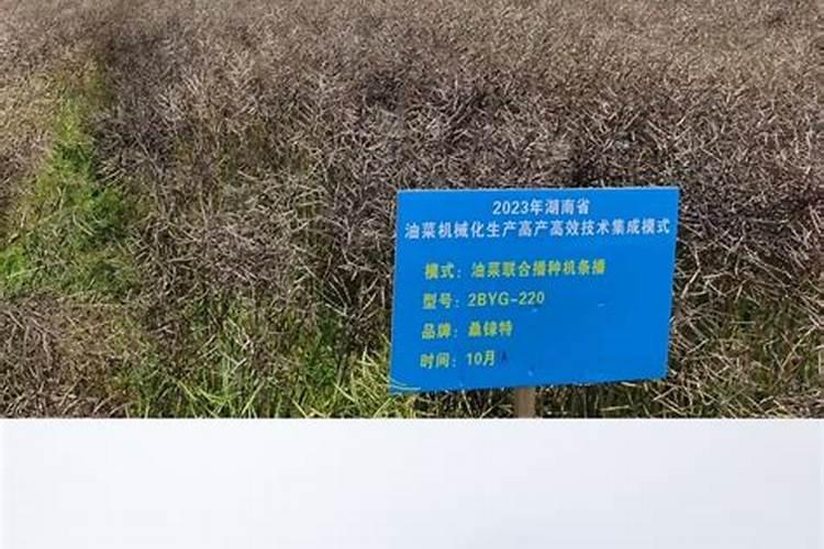亩产600公斤油菜种子