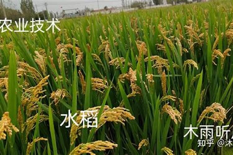 酸奶可以直接浇花吗 喝剩下的酸奶浇花的正确方法