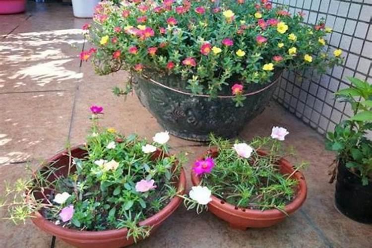 三伏天怎么养兰花越夏更安全