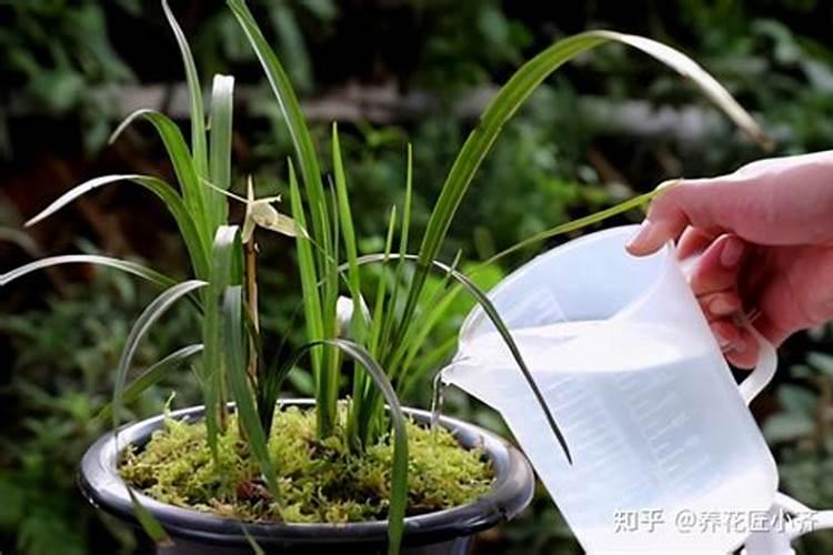 三伏天如何养沙漠玫瑰,才能苗壮开花满枝头？