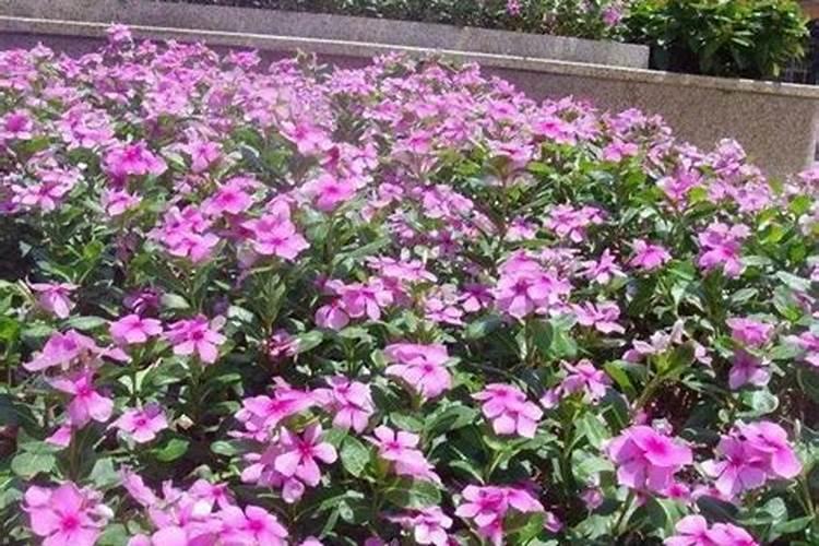 长春花浇水的正确方法？长春花什么时候知道该浇水了