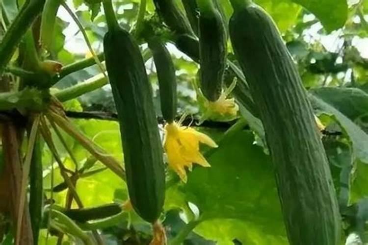 黄豆开花可以打丙环坐吗？
