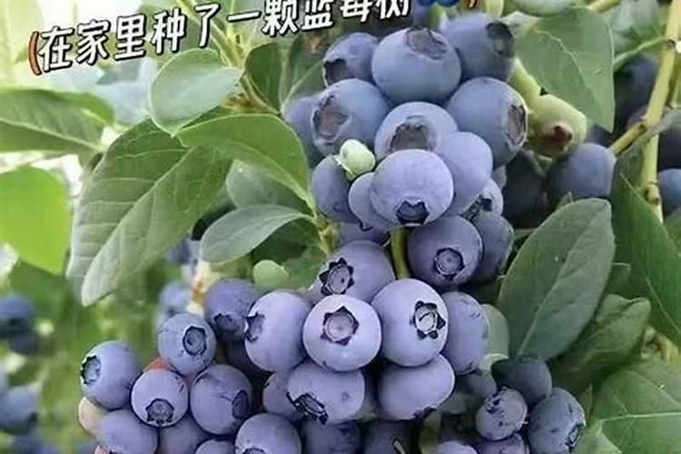 蓝莓结果期怎么施肥