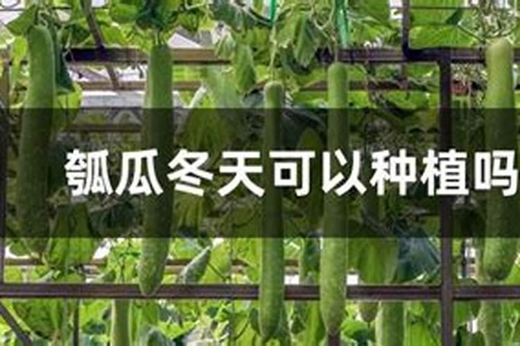 六月种什么蔬菜不怕热