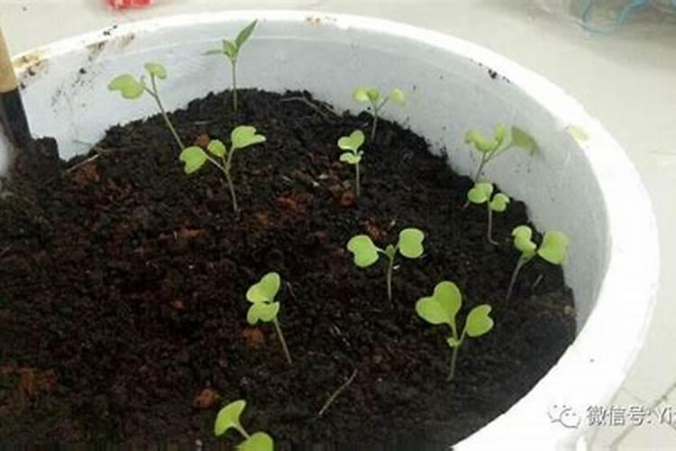 菜苗移栽几天后可施肥