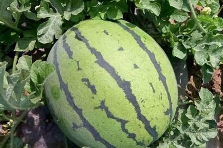 怎么种植水稻产量高 什么时候施钾肥效果好