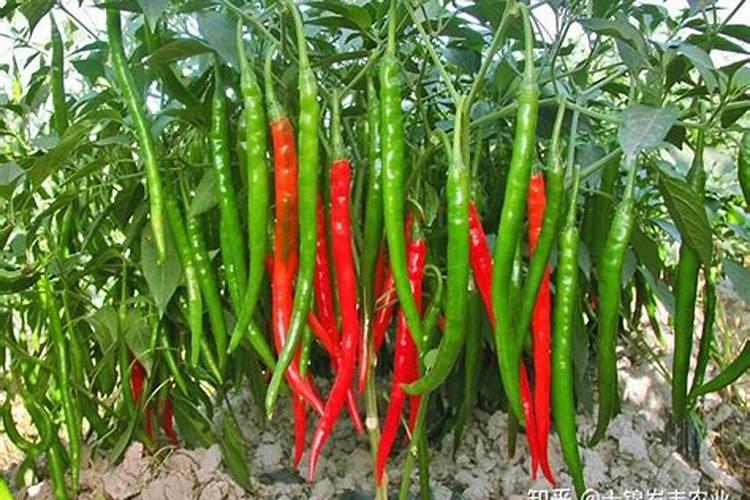 种辣椒用什么肥料比较好