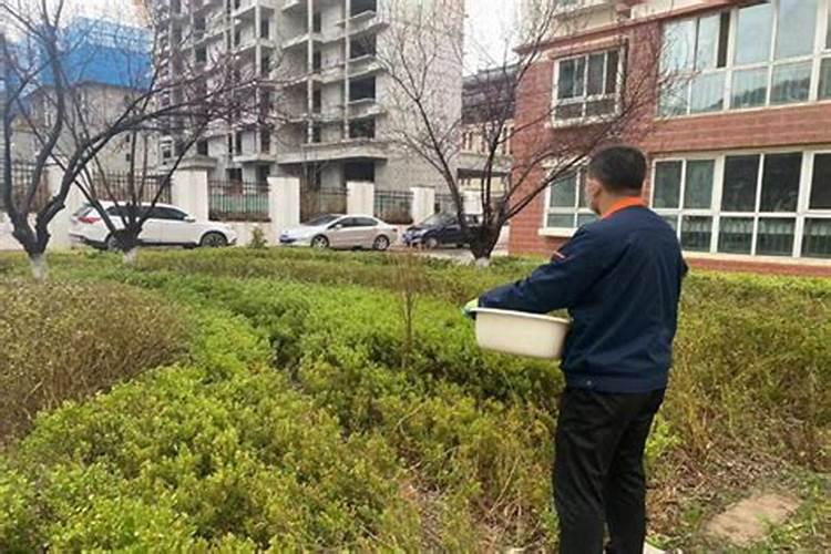 绿化树什么时候施肥合适 给绿化树施肥的时间