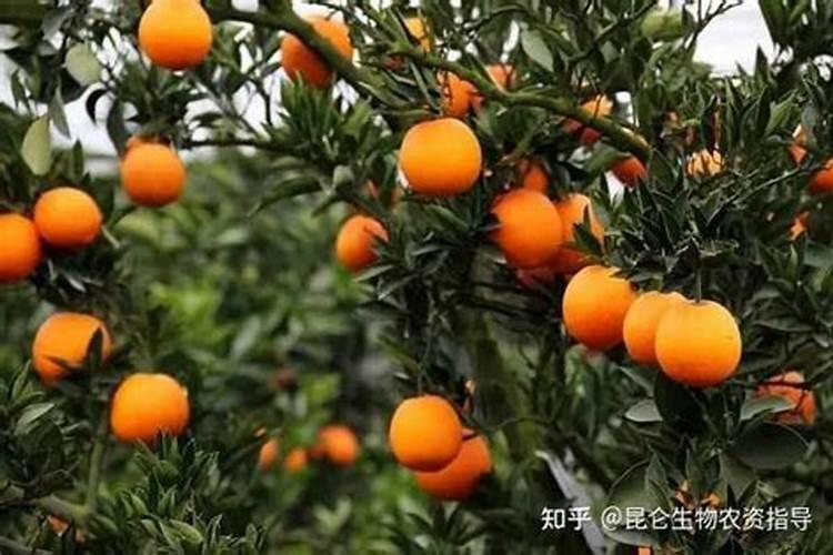 红糖水可以浇花吗