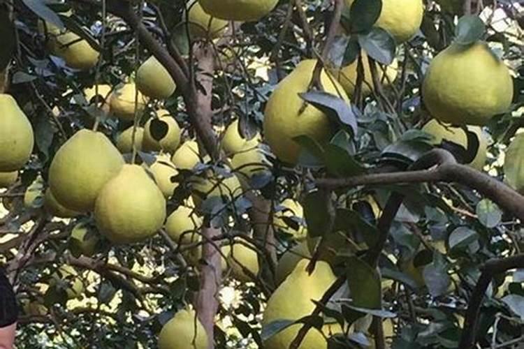 第二年沙田柚如何施肥