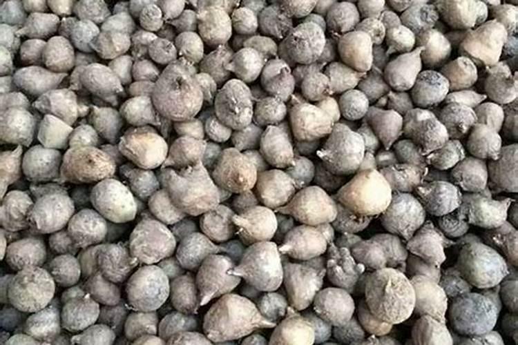 半夏用什么肥料最好