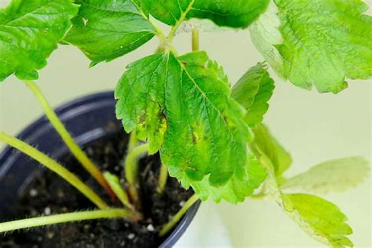 草莓开花了可以施什么肥