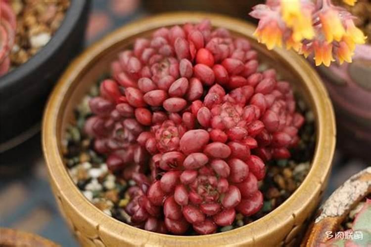 多肉小镇的樱桃树。主要施了什么肥料？