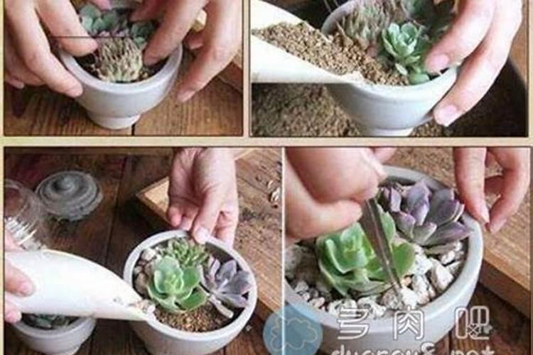 养花顺口溜,记一下,你也可以轻松养好花