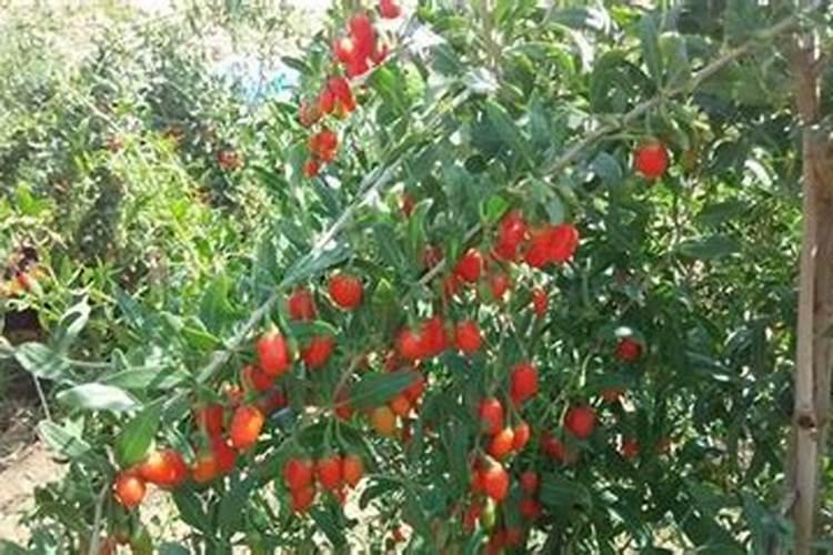 东阳联丰生物技术有限公司公司简介