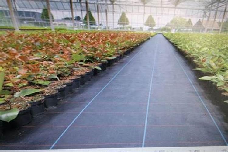 盖了防草布怎么施肥