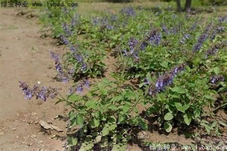 丹参怎样种植方法