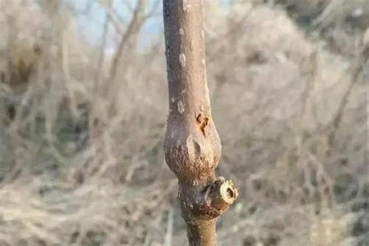 硼元素对植物的作用是什么？猕猴桃硼肥的施用技术是怎样的？