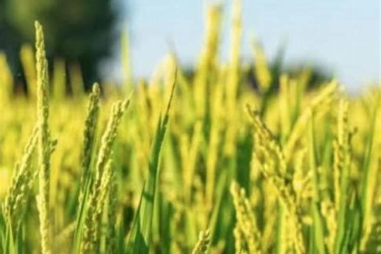 水稻什么时间施肥最好