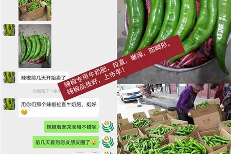 辣椒喷什么叶面肥结果多多久喷一次