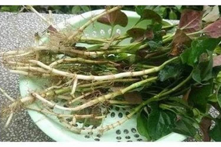 鱼腥草种植环境条件