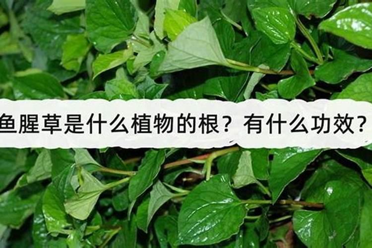 鱼腥草怎么种植