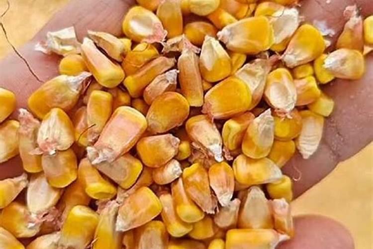 种玉米使用什么化肥好
