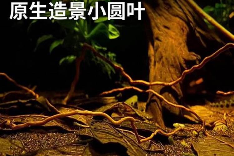 美国改良红枫(秋火焰槭)如何培育？