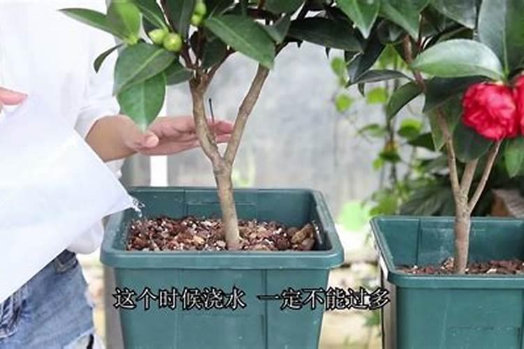 柑橘施春肥用什么肥料好？