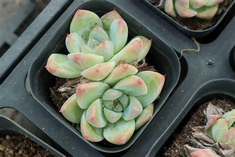多肉植物可以施氮肥吗 多肉植物能施氮肥吗