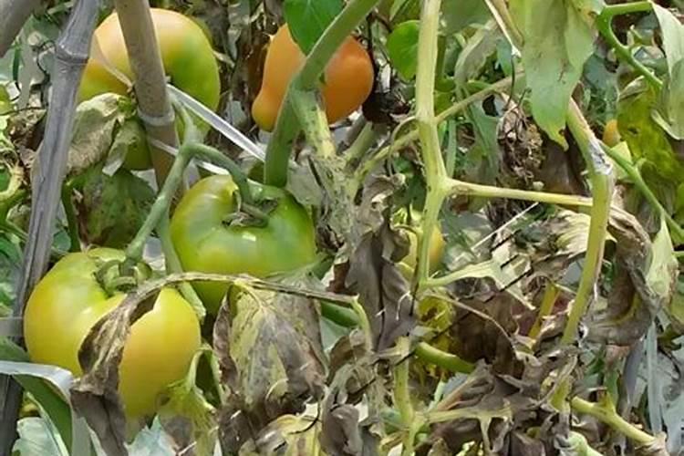 西红柿喷什么叶面肥最好