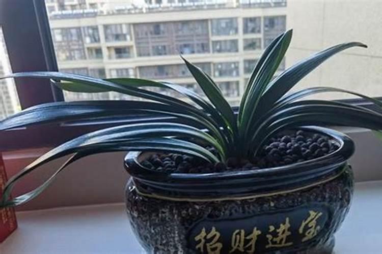 花蕾掉落用什么肥