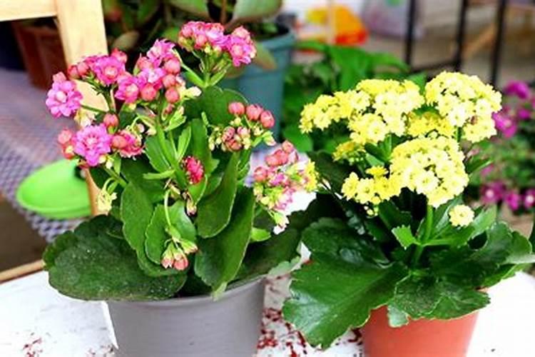 长寿花夏天怎么养施什么肥