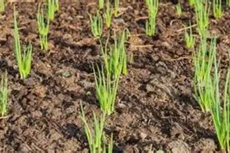 小葱追肥用复合肥还是用尿素