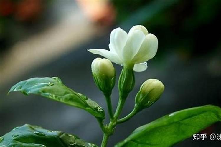 果树施硼肥怎么操作？果树施硼肥有什么用？